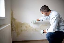 Best Environmental Consulting for Mold Prevention  in Waipio, HI